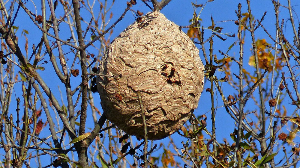 Évolution d'un nid de guêpes : votre nid va-t-il s'agrandir ?